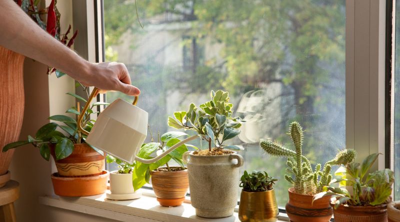 How to Water Plants in Pots Efficiently