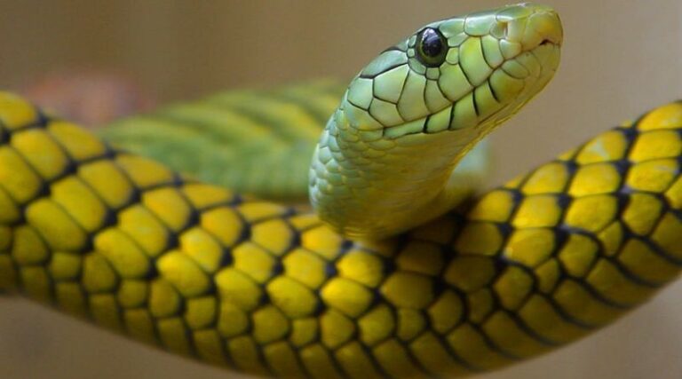 Household Items Can Help You Repel Snakes from Your Home